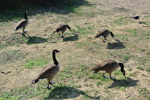 Natuurpark    vogels (3)