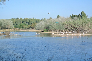 Natuurpark    vogels