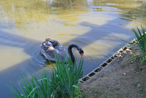 Natuurpark   vogels (3)