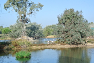 Natuurpark   vogels