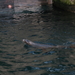 water-trappel-les