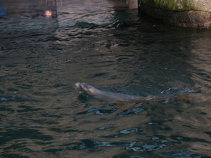 water-trappel-les