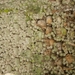 DSCN5688 Ossuarium 02