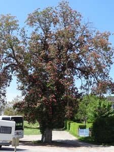 DSC04242