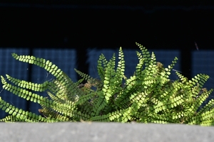 DSC_7007