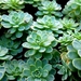 20150927_141340 Sedum pachyclados