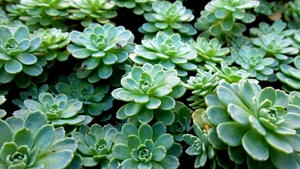 20150927_141340 Sedum pachyclados