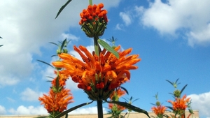 20150927_141807 Leeuwenoor of wilde cannabis