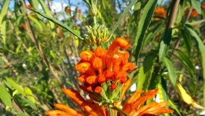 20150927_141827 Leeuwenoor of wilde caanabis