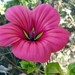 20150927_141921 Frielobbige malope