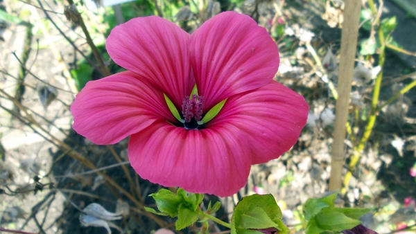20150927_141921 Frielobbige malope