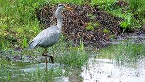 Reiger (Blauwe -) 04