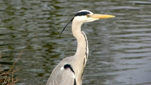 Reiger (Blauwe -) 19