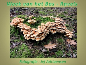 2015-10-18 WEEK vh BOS RAVELS (JA)