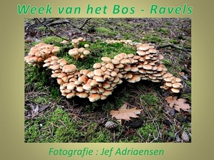 2015-10-18 WEEK vh BOS RAVELS (JA)