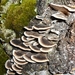DSCN0056