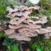 DSC04998