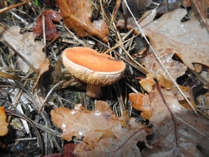 DSC05006