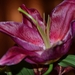 068
