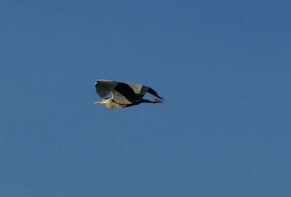 reiger; Kempisch kanaal; Sas 7