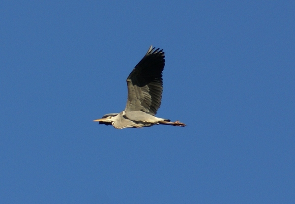 reiger; Kempisch kanaal; Sas 7