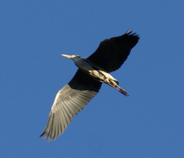 reiger; Kempisch kanaal; Sas 7