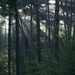 Lichtspel tussen de bomen