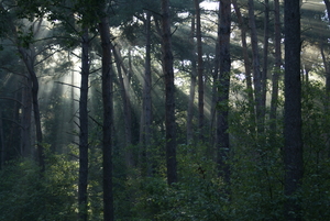 Lichtspel tussen de bomen