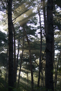 Lichtspel tussen de bomen