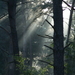 Lichtspel tussen de bomen