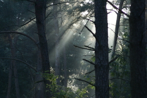 Lichtspel tussen de bomen