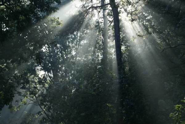 Lichtspel tussen de bomen