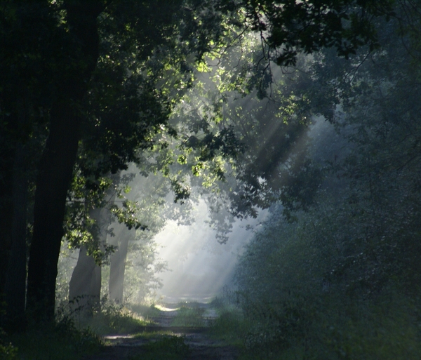 Lichtspel tussen de bomen