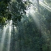 Lichtspel tussen de bomen