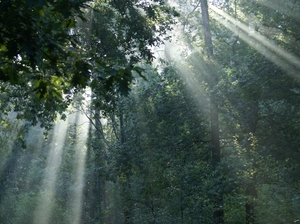 Lichtspel tussen de bomen