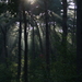 Lichtspel tussen de bomen