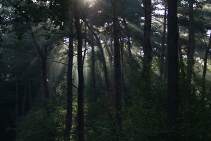 Lichtspel tussen de bomen