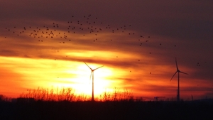 Zonsondergang boven onze Kempen