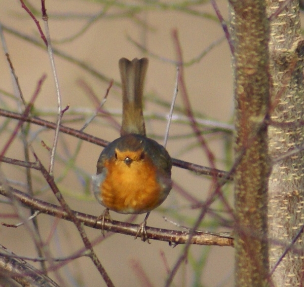 roodborstje; vogels