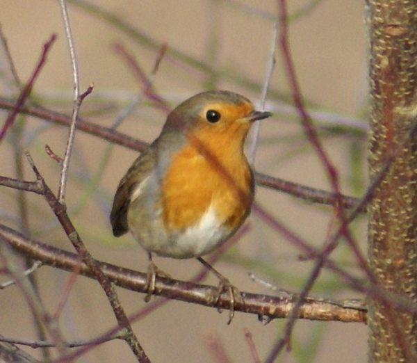 roodborstje; vogels