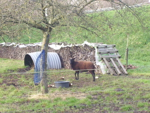 Wandeling langs Zorgvliet - 17 december 2015