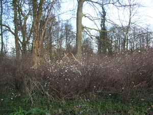 Wandeling Suske Wiet in Roosendael - 28 december 2015