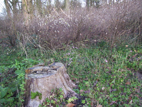 Wandeling Suske Wiet in Roosendael - 28 december 2015