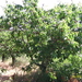 Afbeelding 006