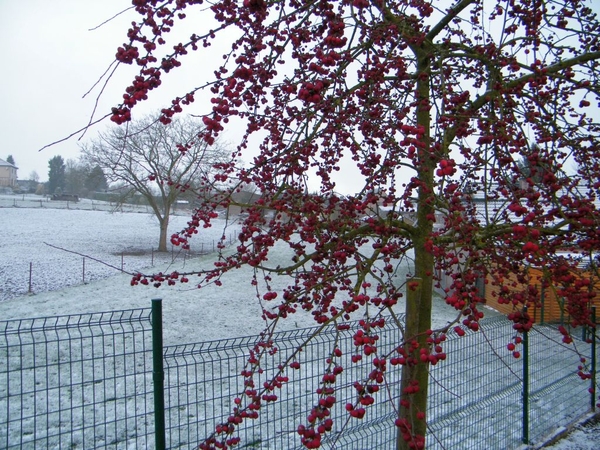 Prologue marche perce-neige Laneffe