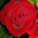 P4305912