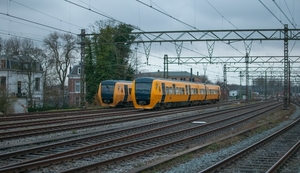 Buffels in Haarlem.