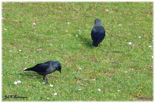 Antwerpen, Bouckenborghpark,