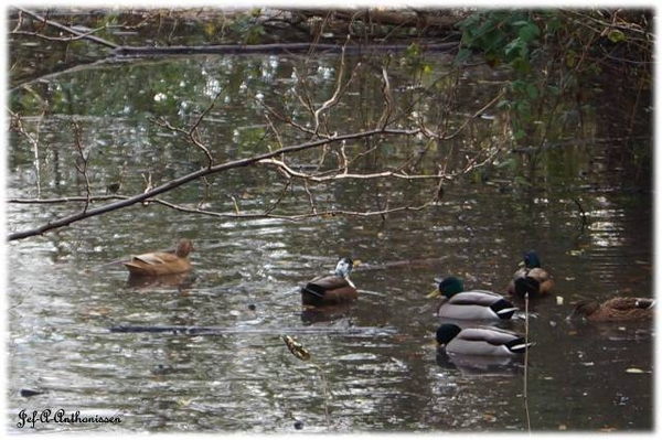 Antwerpen, Bouckenborghpark,