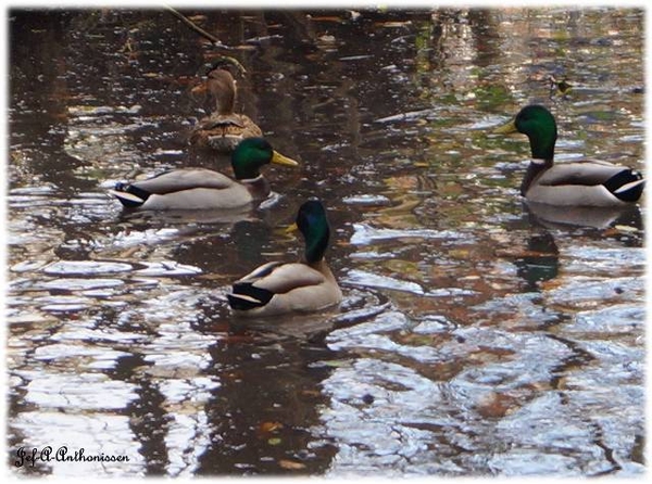 Antwerpen, Bouckenborghpark,